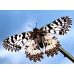 Festoon Zerynthia polyxena pupae 